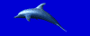 dolphin_animation.gif (7321 bytes)