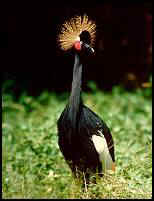 Black-crowned Crane