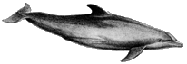 Bottlenose dolphin