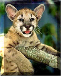 Eastern Cougar