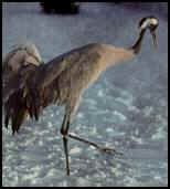 Eurasian Crane