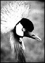 Grey Crowned Crane