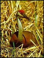 Sandhill Crane