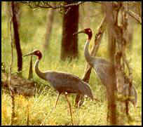 Sarus Crane