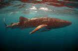 whale_shark_video_1.wmv